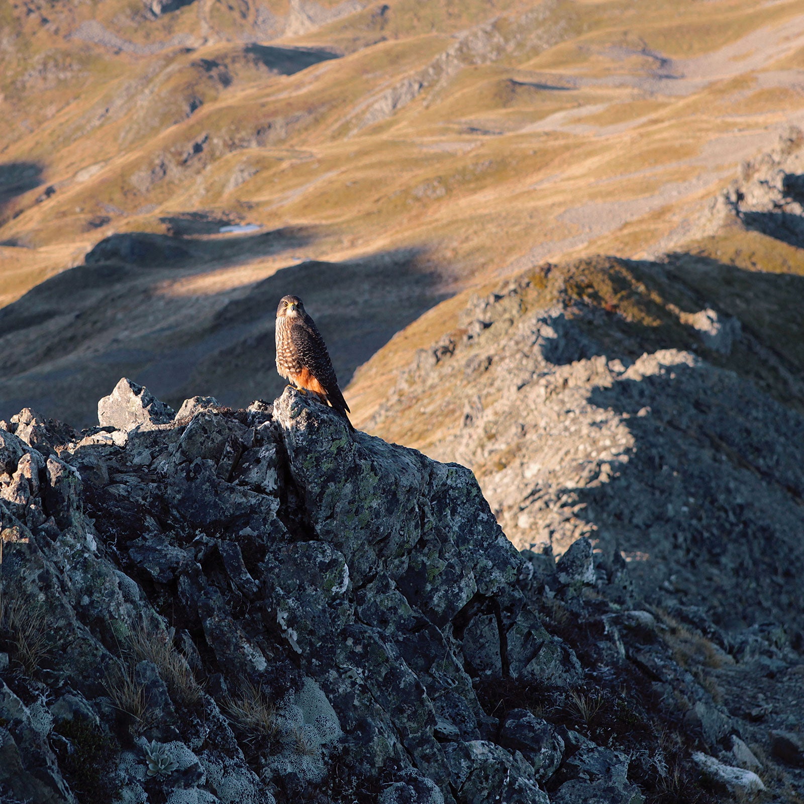 Falcon on the ridge