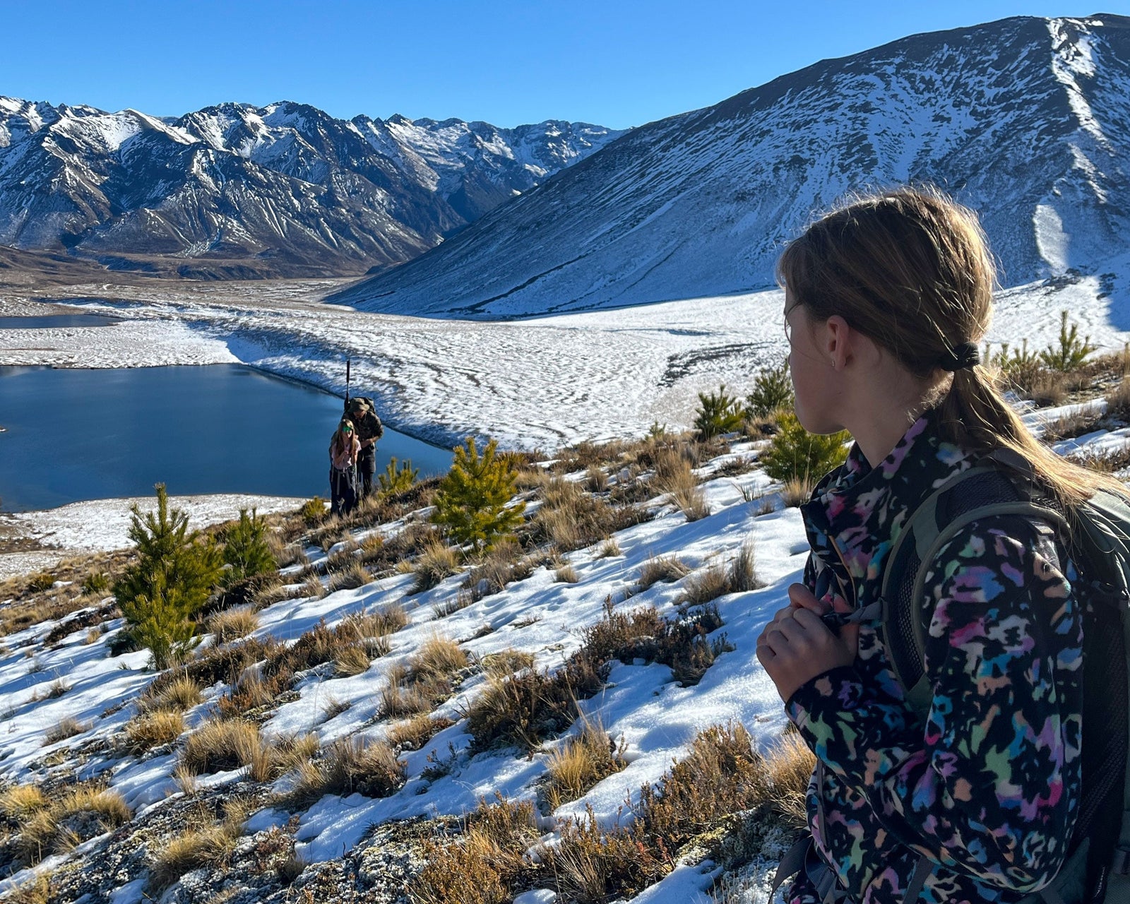 Molesworth pines