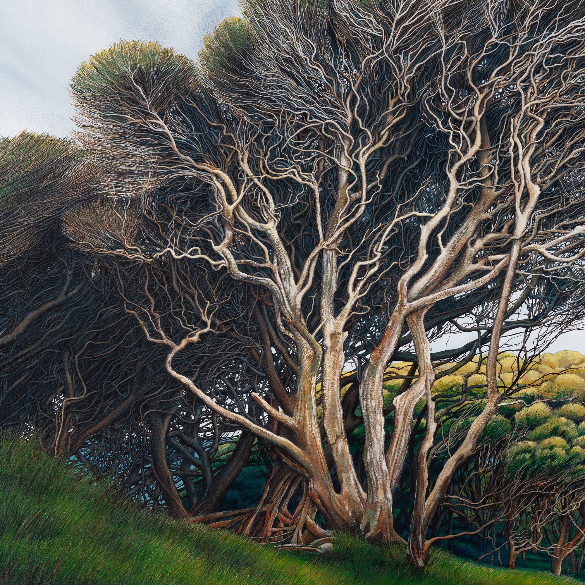 Wharariki Tree 150