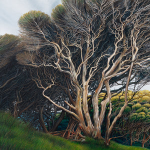 Wharariki Tree 150