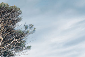 Wharariki Tree