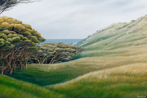 Wharariki Tree